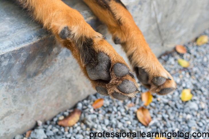 What Are the Causes of Dogs' Paws Smelling Like Fries?