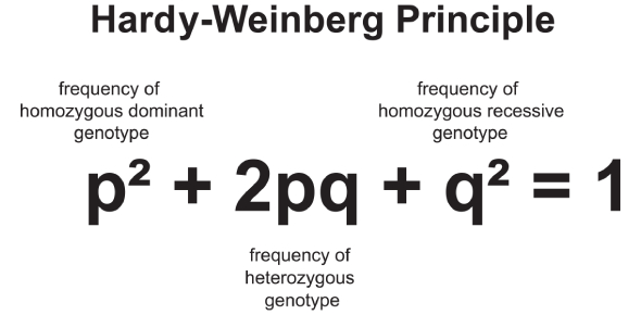 How Does the Hardy-Weinberg Equation Help Us Understand Cat Populations?