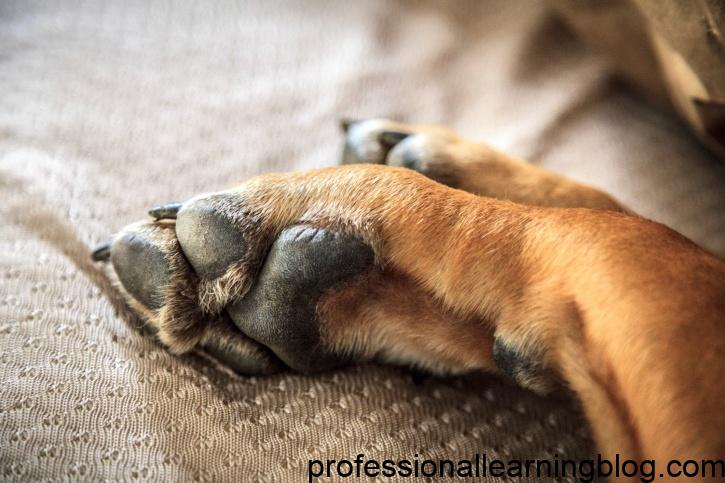 What Are the Other Causes of Dogs' Paws Smelling Like Fries?